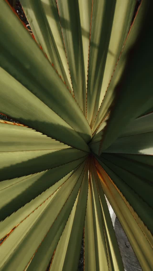 #novogarden #novogarden #natureza #paisagismo #plantas #amor #garden #garden #plantasdecasa #verde #paz #novo