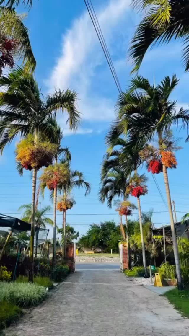 #novogarden #natureza #natureza #paisagismo #plantas