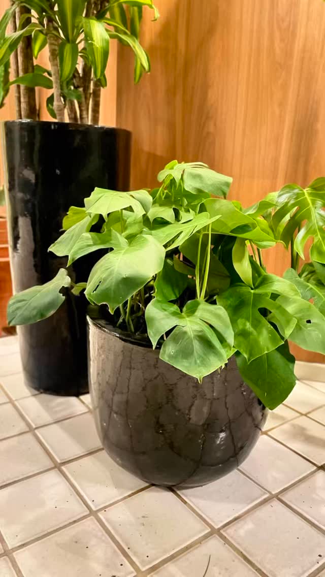 #novogarden #natureza #paisagismo #plantas #amor