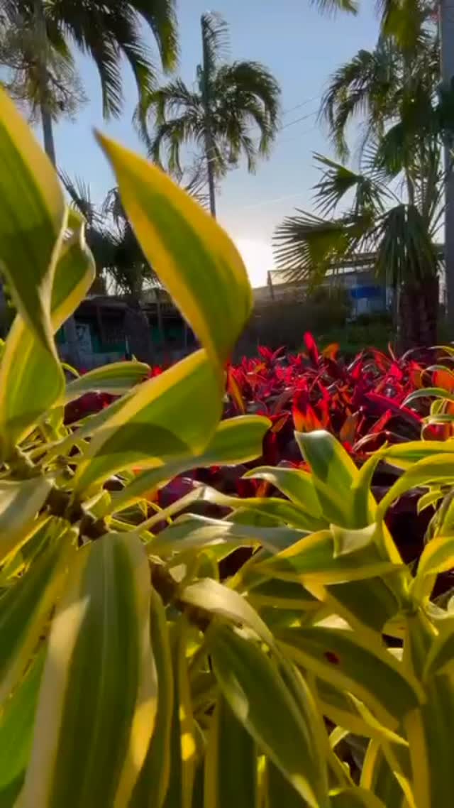 #novogarden #natureza #paisagismo #plantas #amor