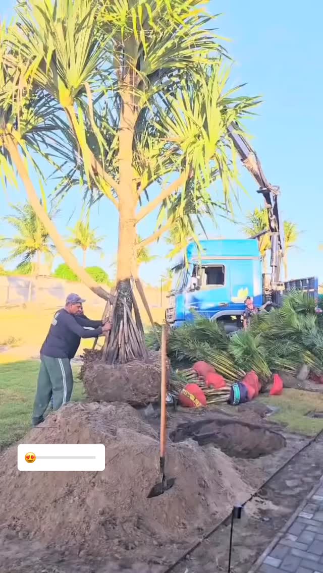 #novogarden #natureza #paisagismo #plantas #amor