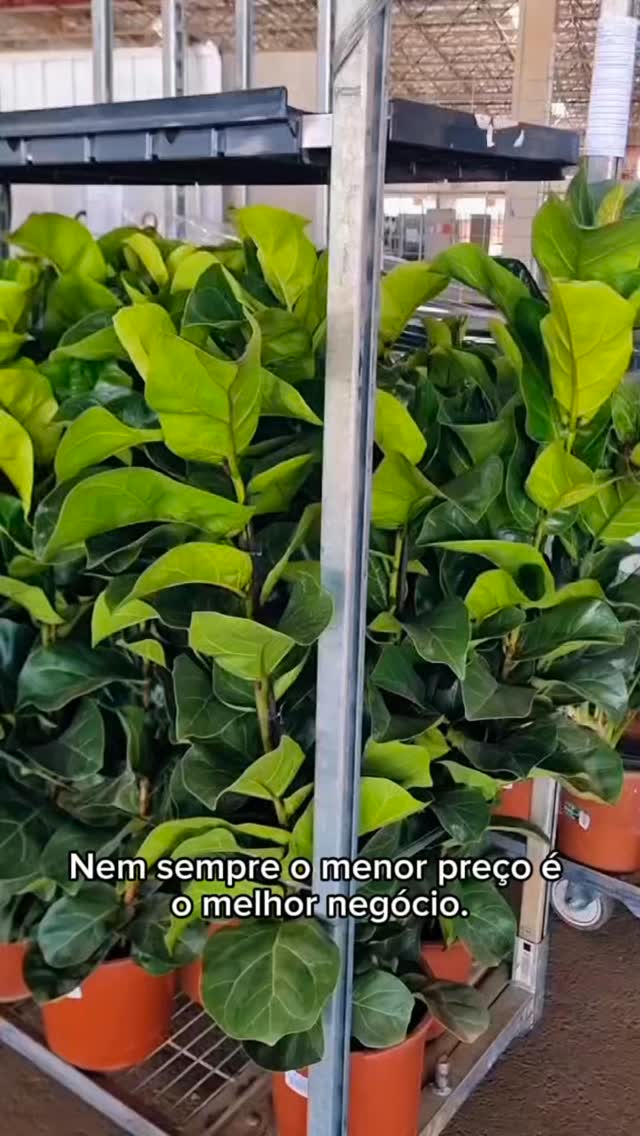 #novogarden #natureza #paisagismo #plantas #amor