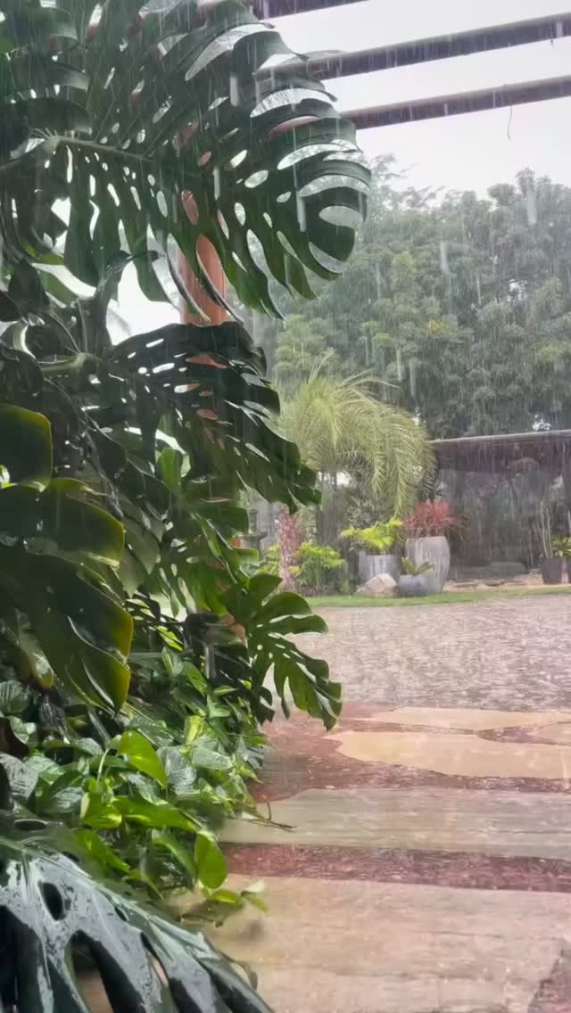 #novogarden #natureza #paisagismo #plantas #amor