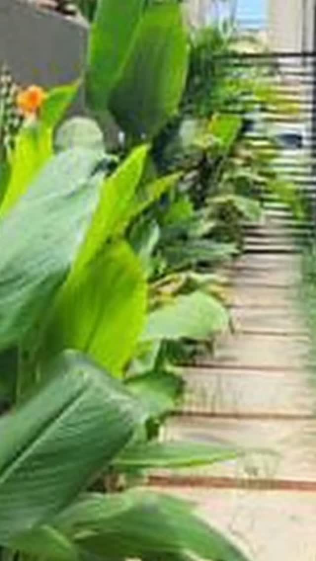 #novogarden #natureza #paisagismo #plantas #plantasdecasa