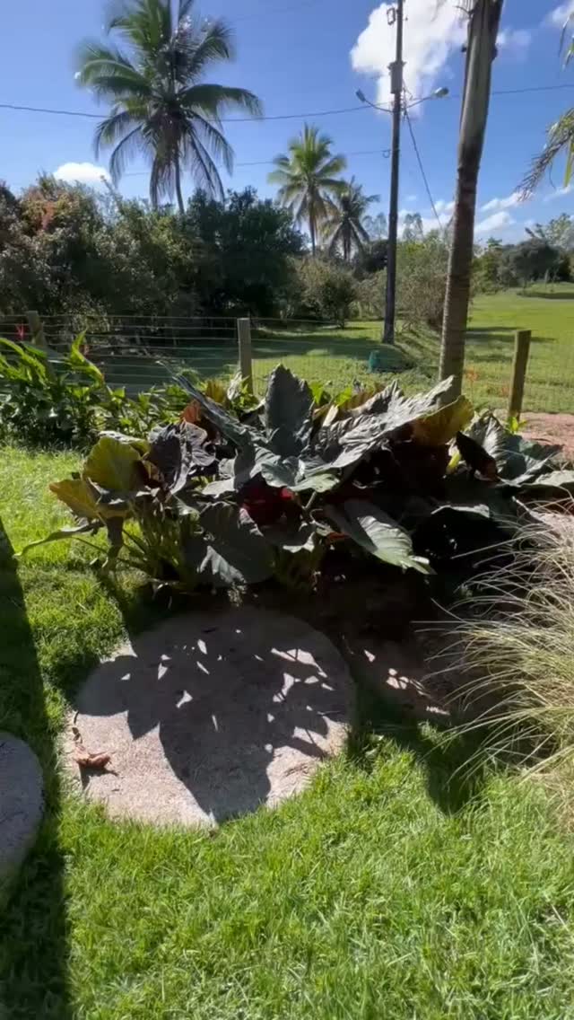 Quando falamos em paisagismo, a Novo Garden é referência.
Confira mais um projeto pronto e perceba como cada detalhe transforma o ambiente.
Quando a natureza encontra o projeto certo, a paz reina, o conforto aparece e o espaço ganha uma nova vida.