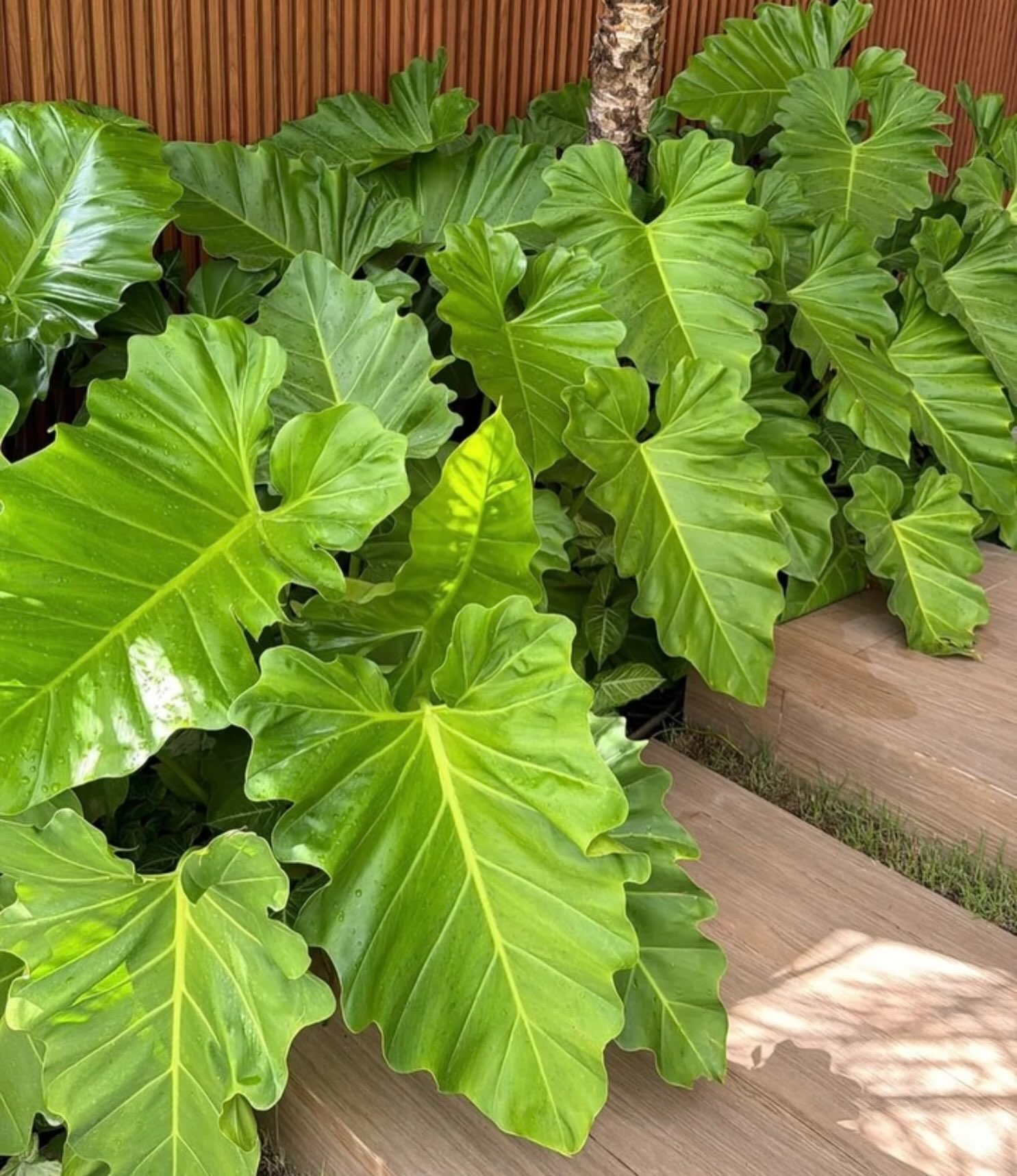 Verde que transforma, textura que encanta e aquele toque tropical que faz toda a diferença no paisagismo. 💚

#novogarden #natureza #paisagismo #plantas #paisagismoaracaju