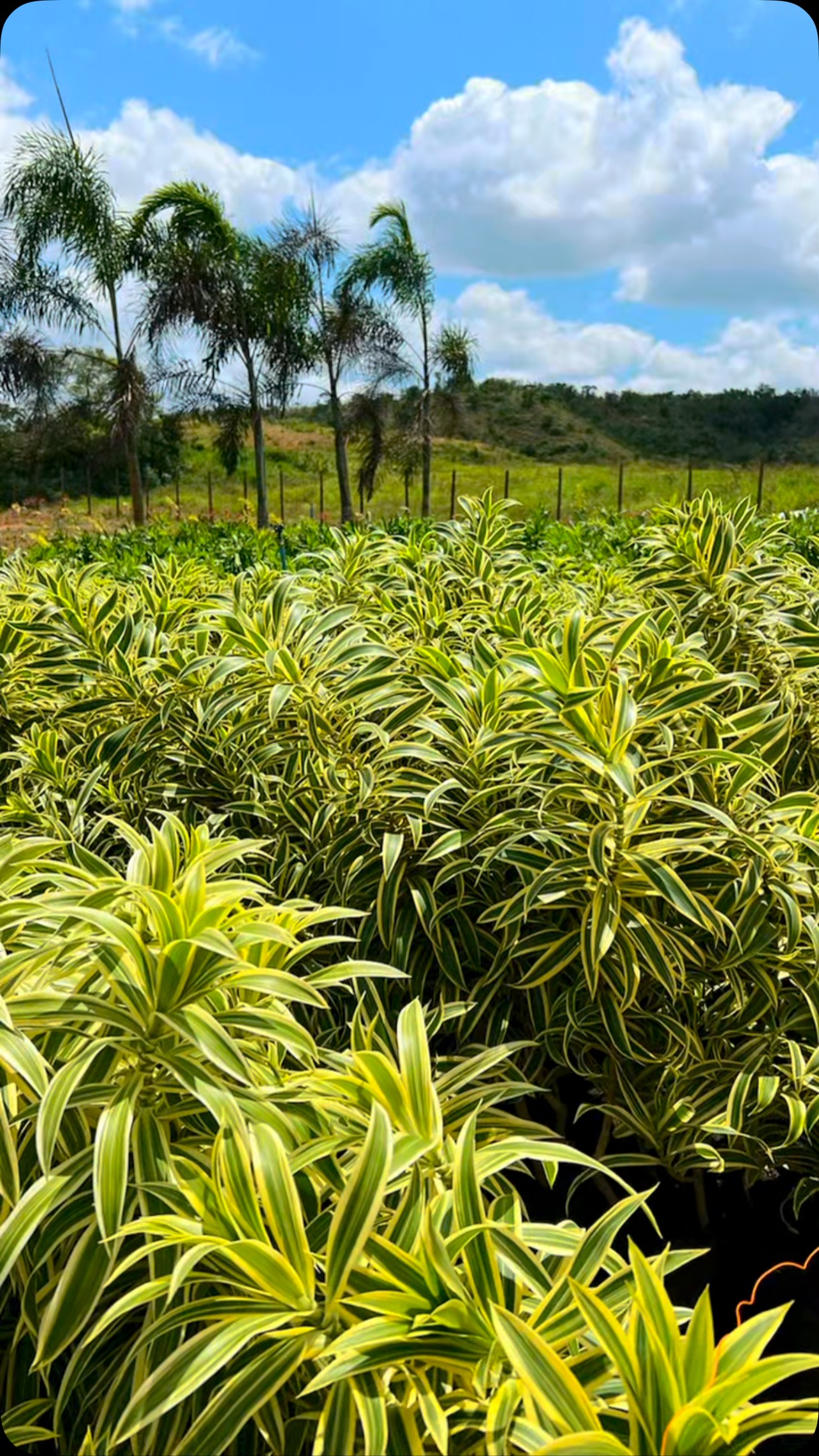 Onde a qualidade começa. 🌿
Na Novo Garden, cada planta é produzida com cuidado, acompanhamento técnico e um padrão de qualidade que faz toda a diferença no resultado final do seu paisagismo.
Do cultivo à entrega, nosso compromisso é oferecer plantas saudáveis e prontas para transformar qualquer ambiente em um espaço único.
Qualidade se cultiva. Beleza se entrega. 🌿🪴

#NovoGarden #Paisagismo #ProduçãoDePlantas #Jardinagem #PaisagismoDeAltoPadrão QualidadeVerde