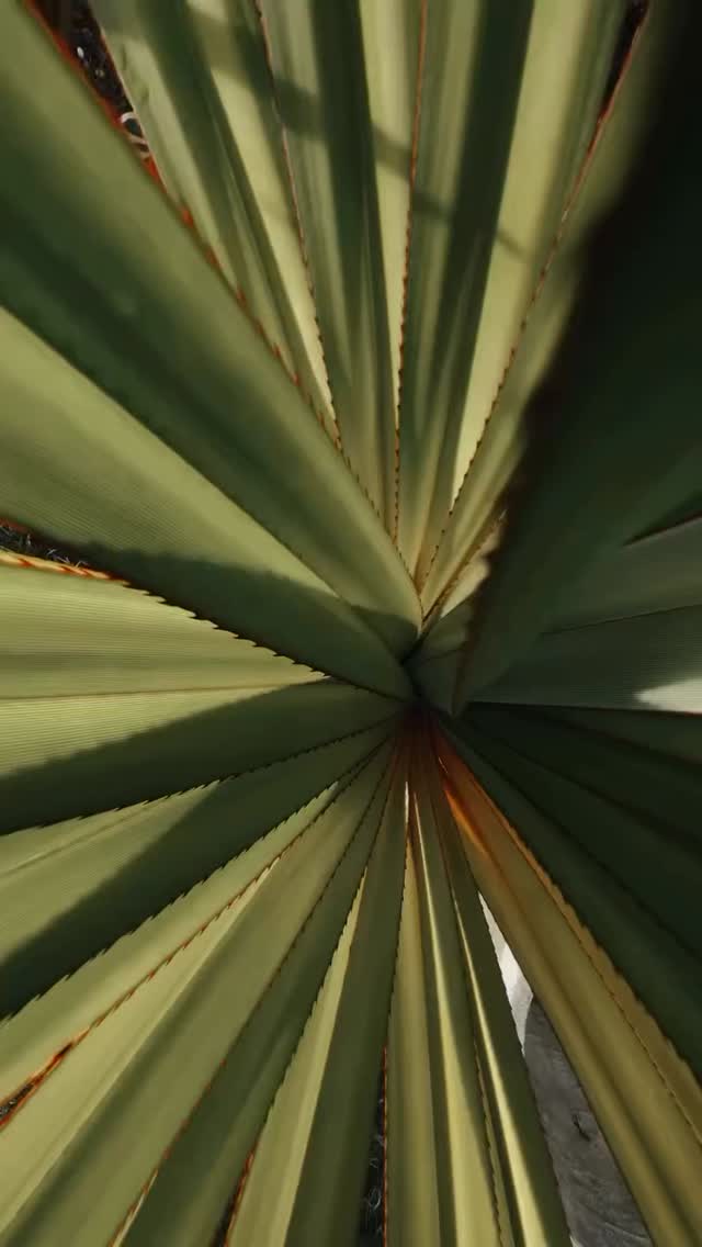 #novogarden #natureza #paisagismo #plantas #amor