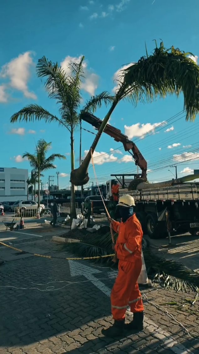 Hoje foi dia de plantar mais do que árvores. Foi dia de criar um cenário que, com o tempo, ficará ainda mais bonito e imponente.
As palmeiras-imperiais chegam para trazer elegância, valorização e uma conexão única com a natureza. Cada detalhe do plantio é realizado com cuidado para garantir um desenvolvimento saudável e um resultado que encante por muitos anos.
É assim que transformamos espaços em experiências, unindo beleza, planejamento e amor pelo que fazemos.
#novogarden novogarden #natureza #paisagismo #plantas #amor