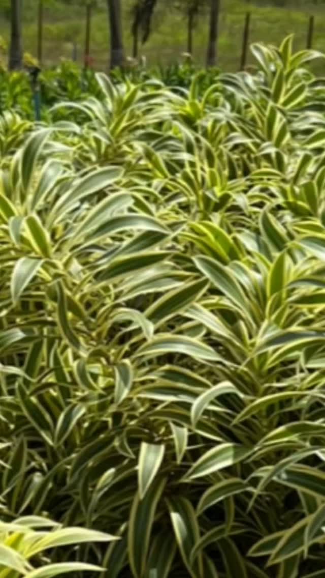#novogarden #paisagismo #natureza #plantas #amor