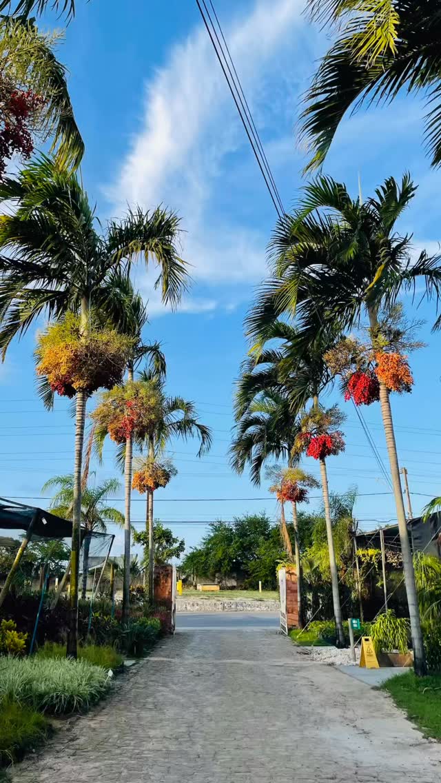 #novogarden #natureza #paisagismo #plantas #amor #garden #plantasdecasa #novo #verde #paz