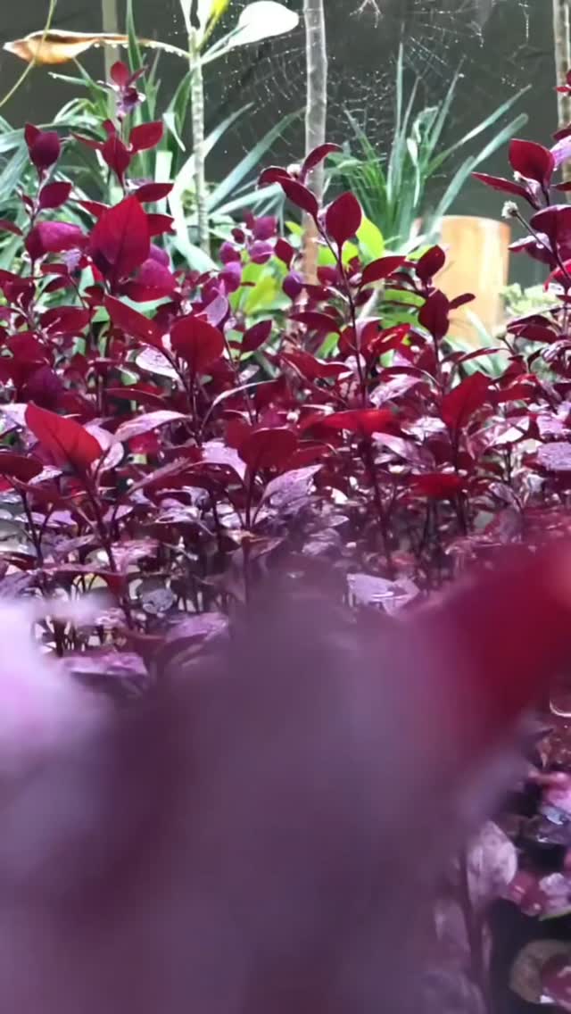Quando a natureza encontra o lar, tudo floresce. 
Mais do que decoração, plantas trazem vida, equilíbrio e alma para cada ambiente.
Deixe a natureza fazer parte da sua história.
#novogarden 
#natureza 
#plantas 
#paisagismo 
#paz